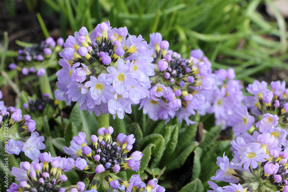 Primrose flowers blooming in the spring garden Primrose flowers blooming in the spring garden