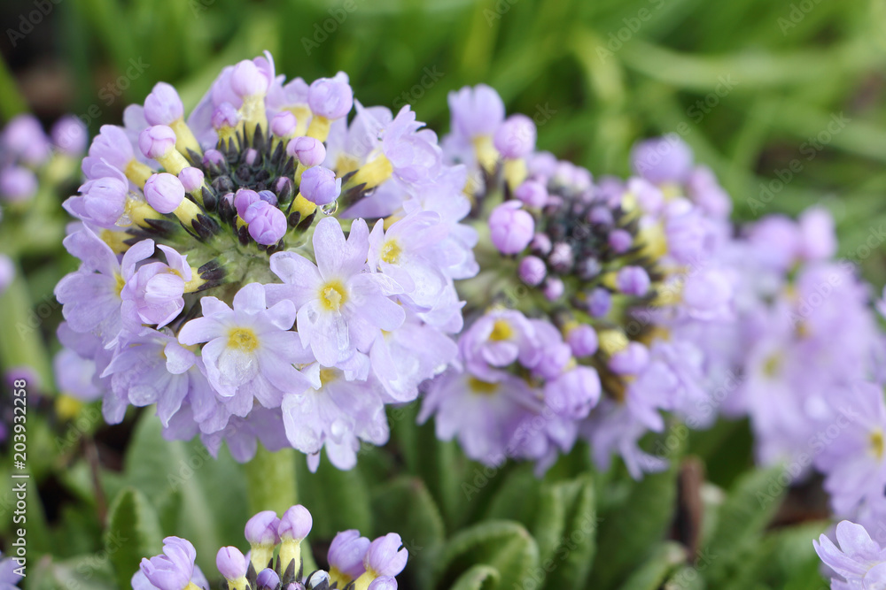 Primrose flowers blooming in the spring garden Primrose flowers blooming in the spring garden