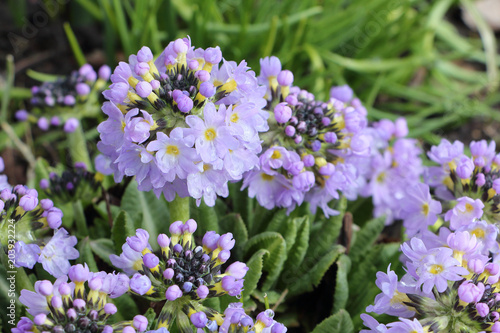 Primrose flowers blooming in the spring garden