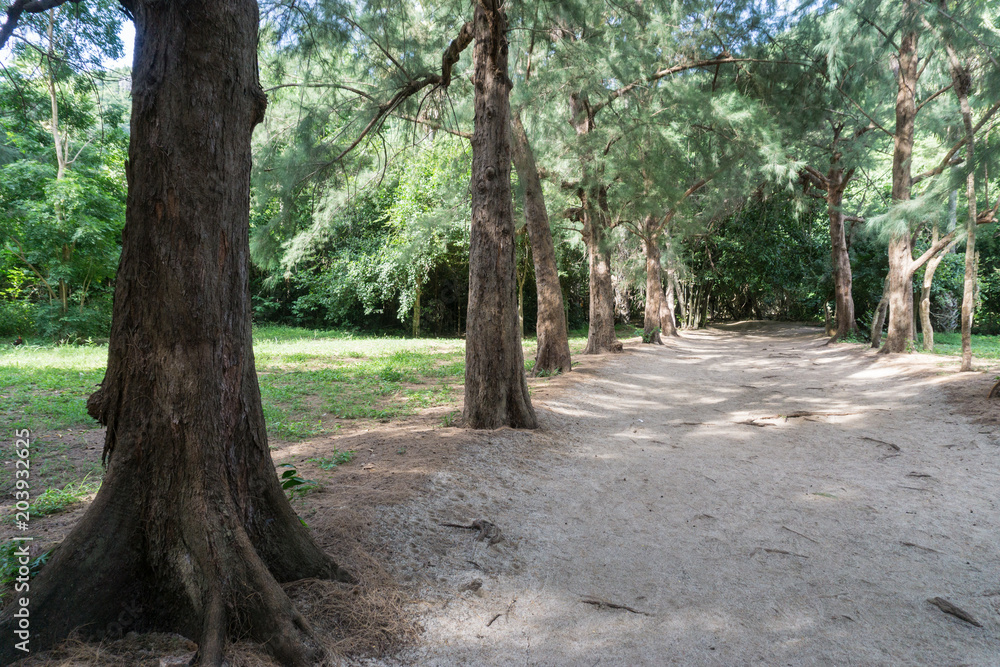 Walk way in forest and sand beach in sunny day., with copy space for text. Walk way in forest and sand beach in sunny day., with copy space for text.