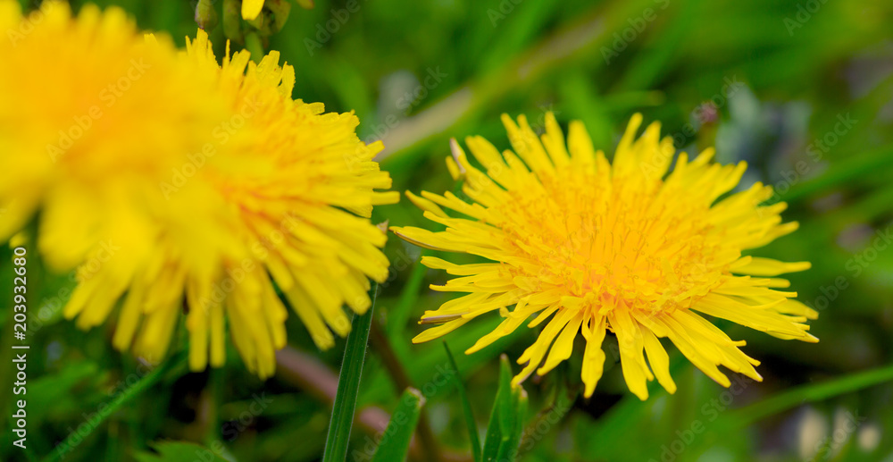 Naklejka premium Yellow dandelion background.
