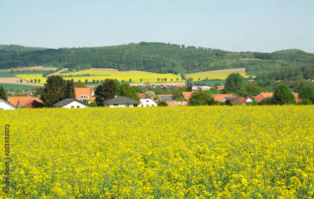 Das kräftige Gelb der Rapsblüte und die unterschiedlichen Grün-Töne der Wälder bestimmen derzeit die Frühlingslandschaft im Leinetal bei Friedland. 