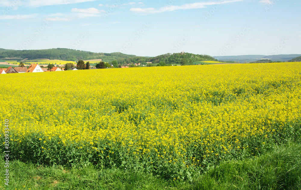 Das kräftige Gelb der Rapsblüte und die unterschiedlichen Grün-Töne der Wälder bestimmen derzeit die Frühlingslandschaft im Leinetal bei Friedland. 