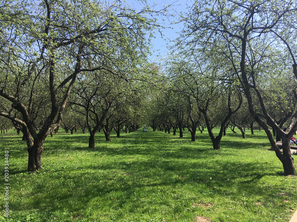 Fototapeta premium Green lawn and apple trees in city park under sunny light. Green lawn with trees in park. crisply evening sun and powerful luscious green trees in the park