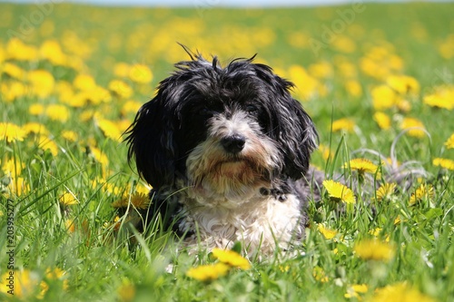Valokuva beautiful havanese is lying on a field with dandelions