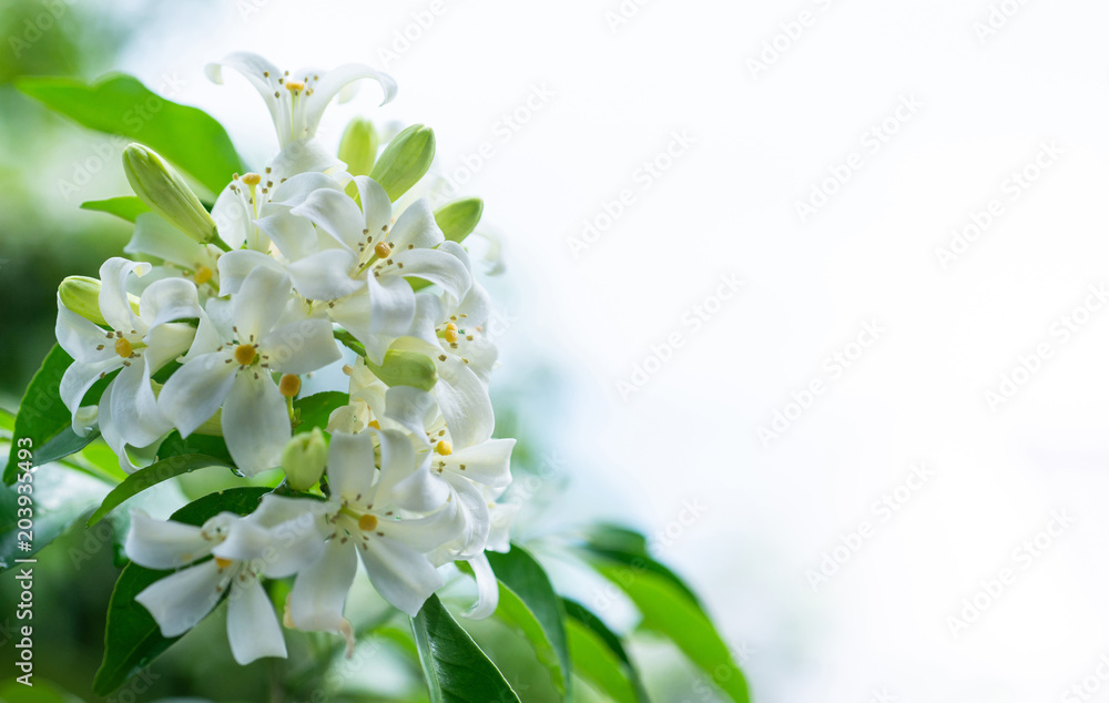 Fototapeta premium White flower, Orange Jessamine, Andaman Satinwood on brunch, white background