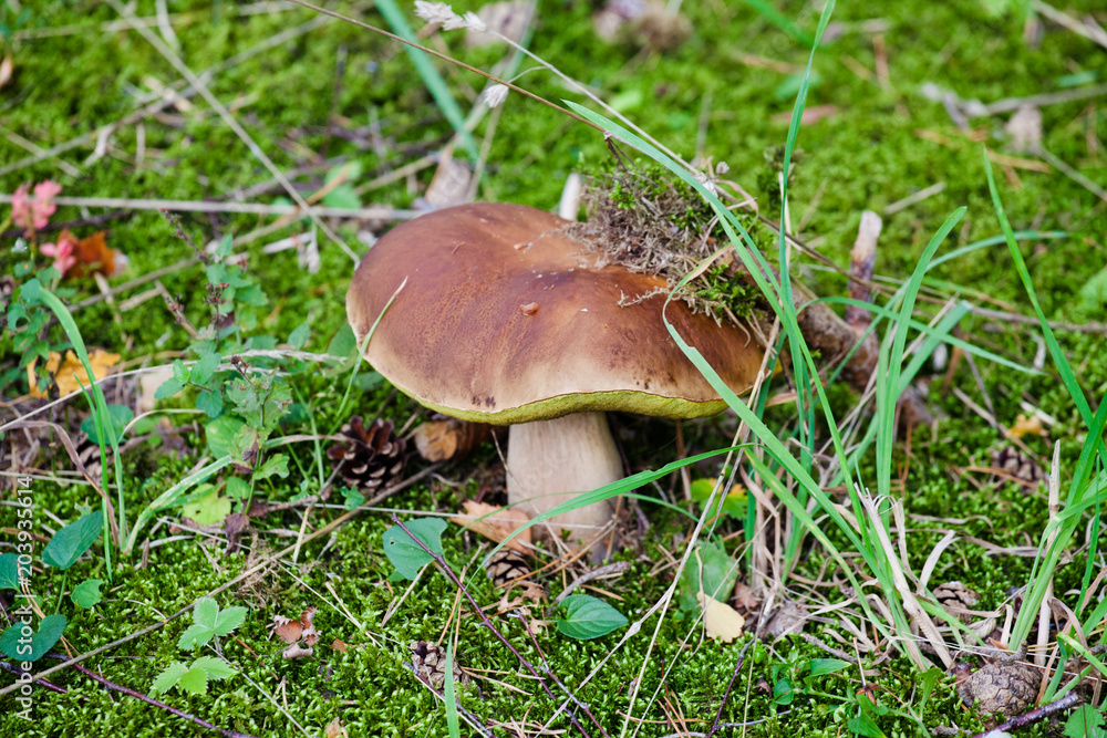 Boletus grows in the forest Boletus grows in the forest
