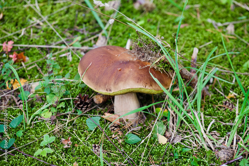 Boletus grows in the forest