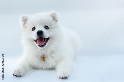 Young puppy Spitz looks at the camera on white background, white dog
