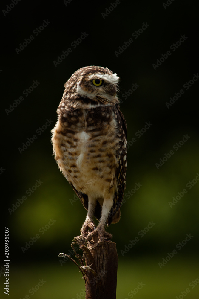 Portrait of a cute Burrowing Owl (Athene cunicularia) sitting on a pole against blurred forest background in a sunny day. Environment concept. Brazil. Portrait of a cute Burrowing Owl (Athene cunicularia) sitting on a pole against blurred forest background in a sunny day. Environment concept. Brazil.