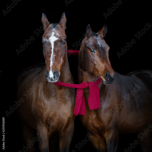Two bay horses with winter scarf isolated on black background