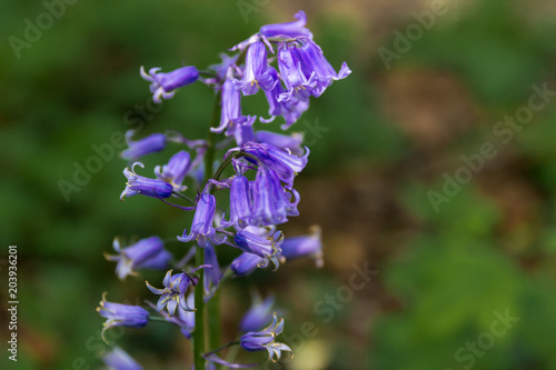 Bluebells in bloom