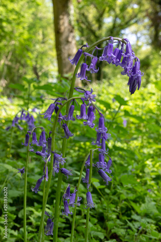 Bluebells in bloom