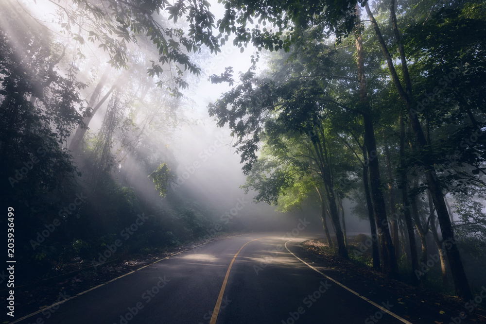 Misty and Rays through road