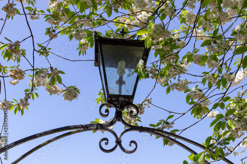 Lantern in blossom