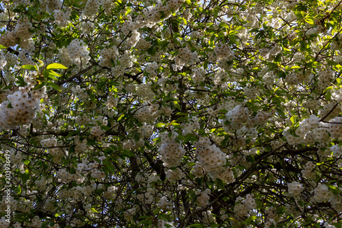 Dense white summer tree blossom