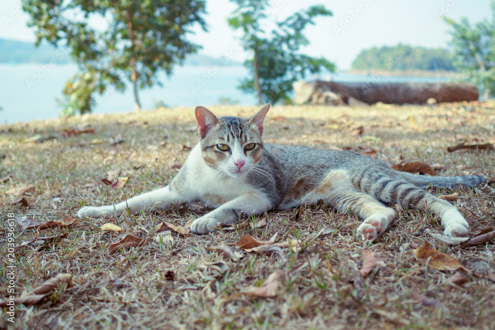 Cat playing outside at sunset time. Cat playing outside at sunset time.