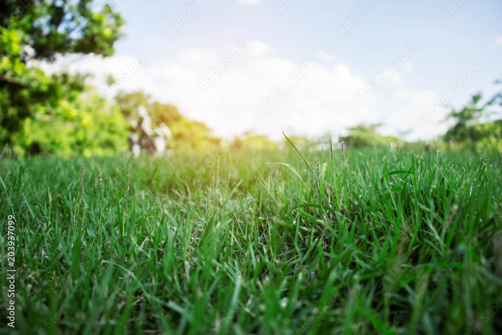 Green grass at the sky. Green grass at the sky.