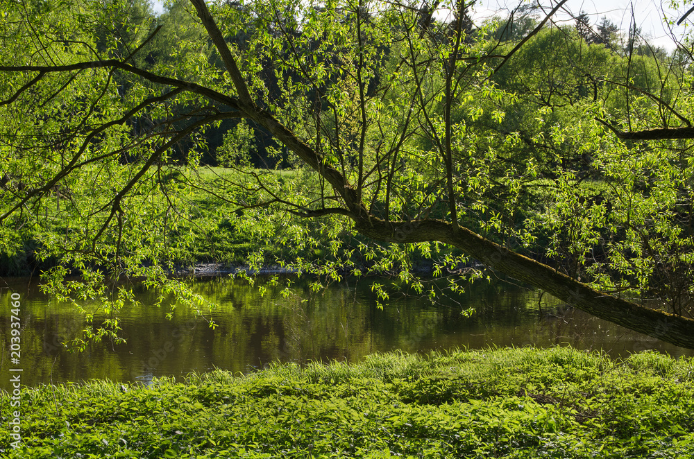 River Desna in the forest River Desna in the forest