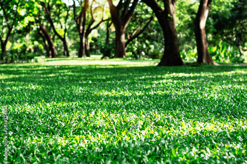 Fototapeta Naklejka Na Ścianę i Meble -  Lawn with light that shines on the ground.