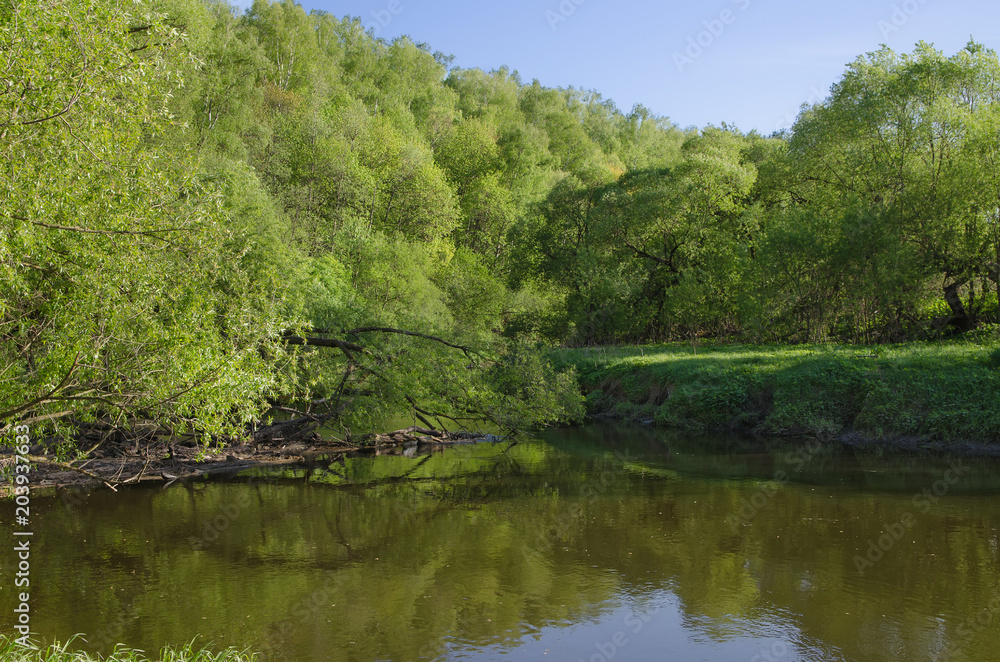 River Desna in the forest