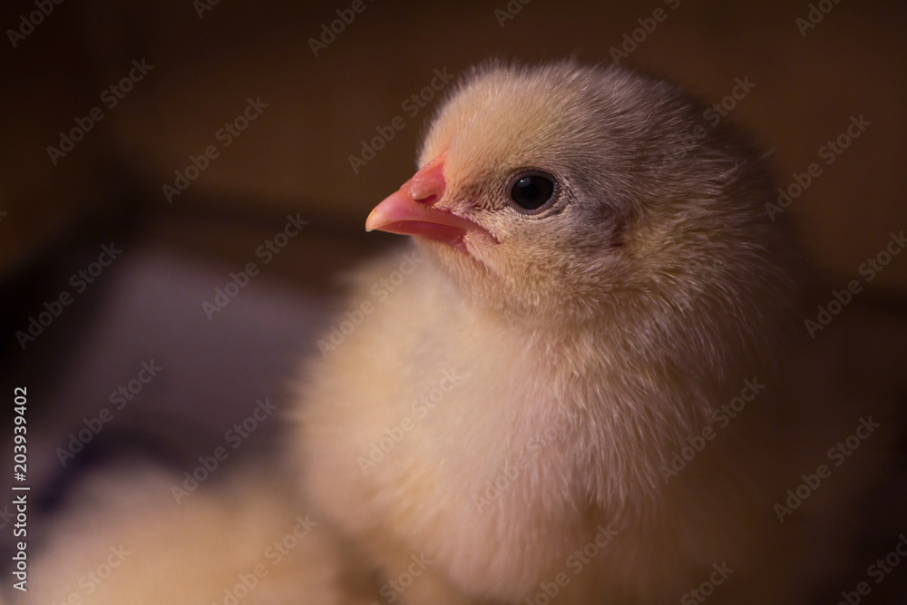 Curiosity newborn chick looking to the camera Curiosity newborn chick looking to the camera