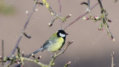 Great tit sit in the apple tree, spring, (parus major)