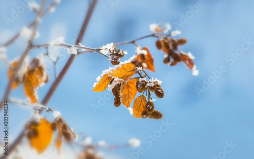 Yellow leaves covered with hoarfrost, against the blue sky