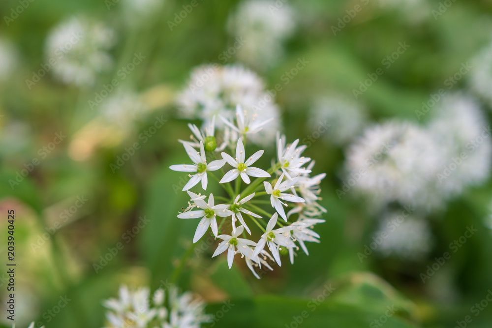 Weisse Blüten in der natur - Bärlauch Weisse Blüten in der natur - Bärlauch