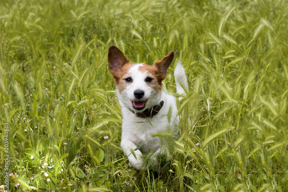 HAPPY DOG JUMPING IN A FIELD OF SPIKES OR GRASS SEEDS FIELD