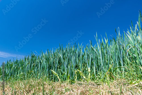 Fototapeta Naklejka Na Ścianę i Meble -  Gras mit Himmel als Hintergrund