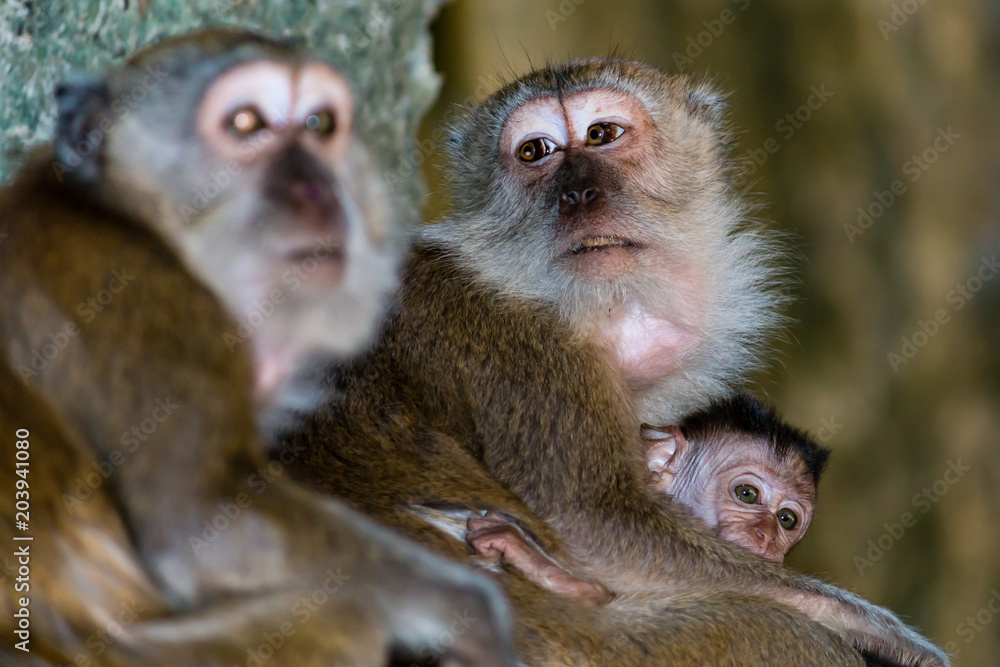 Obraz premium Macaque Monkey inside the Batu Caves in Malaysia