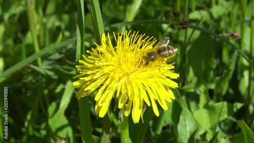 Bee collecting pollen from a dandelion flower