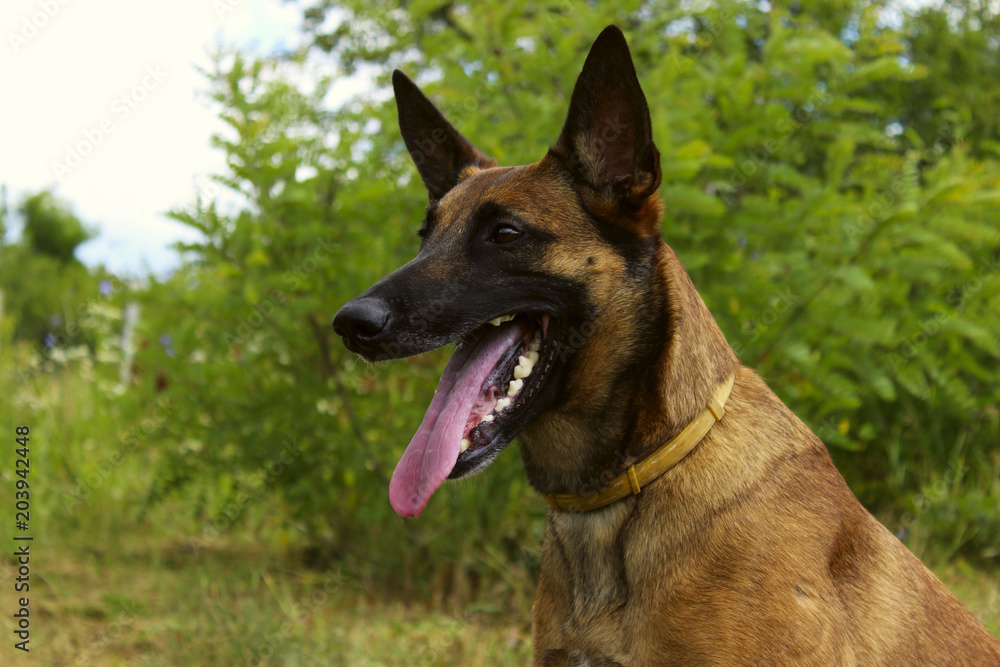 Cropped Shot Of A Dog Outdoors. Malinois Dog. Close-Up Portrait Of A Malinois Dog  In The Park.