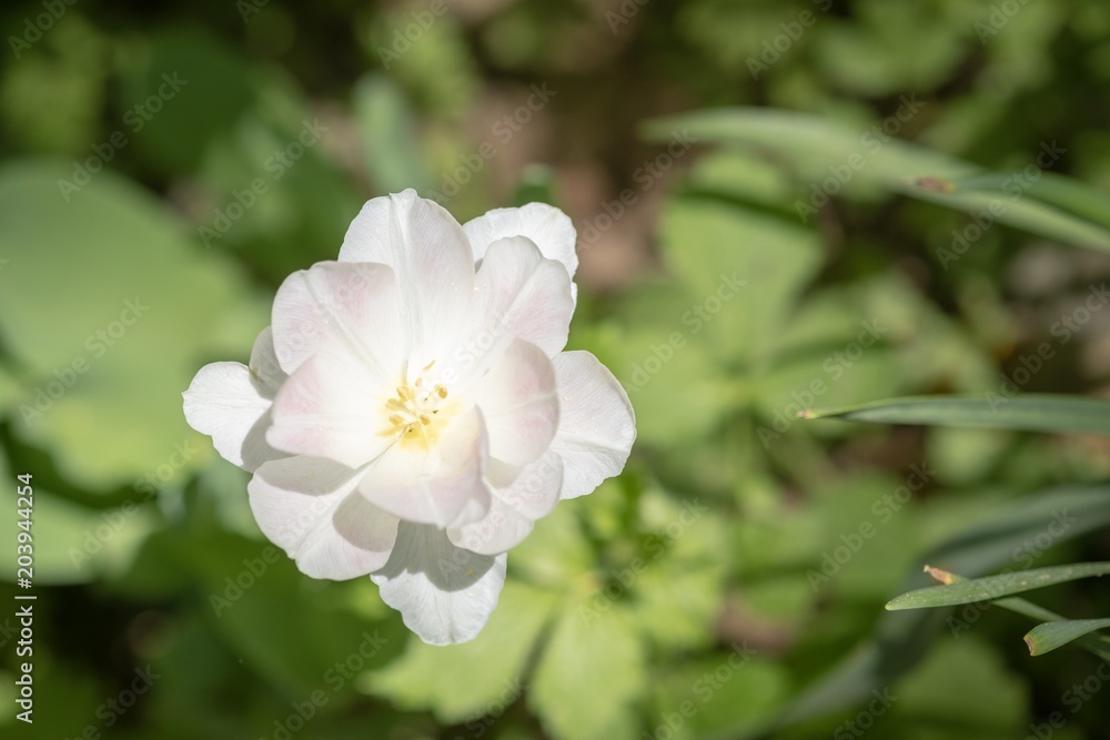 Frühling Frühling
