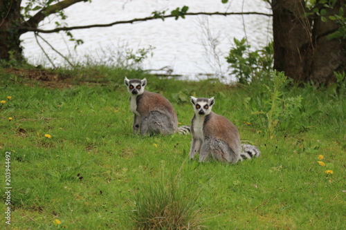 Couple of lemurs in the grass