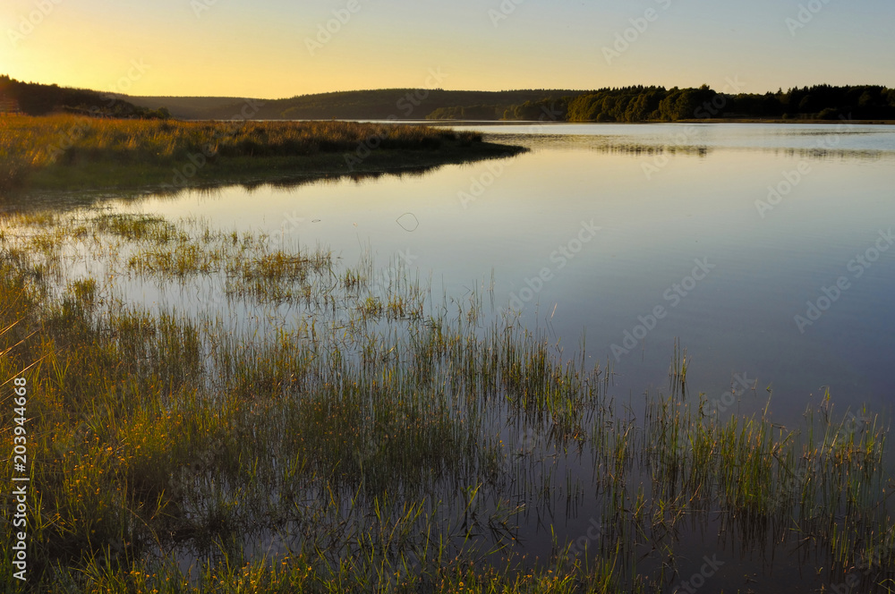  grass in a swamp  at sunset 