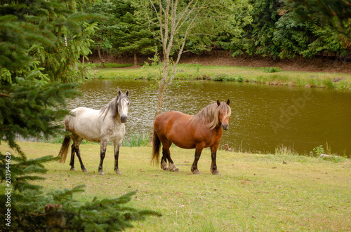 Deux chevaux au bord d un lac