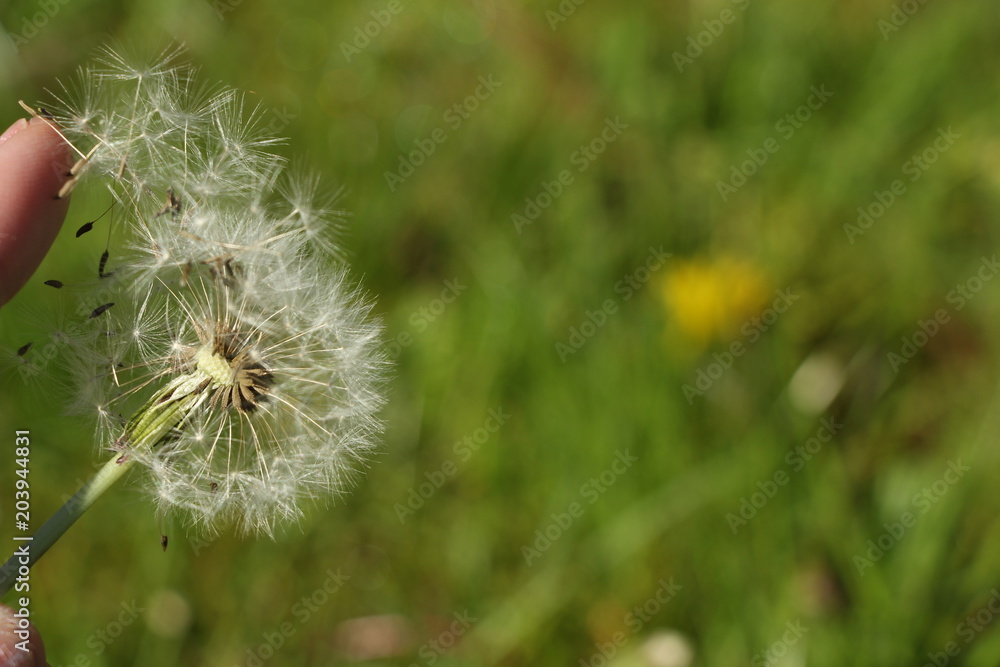 Pusteblume