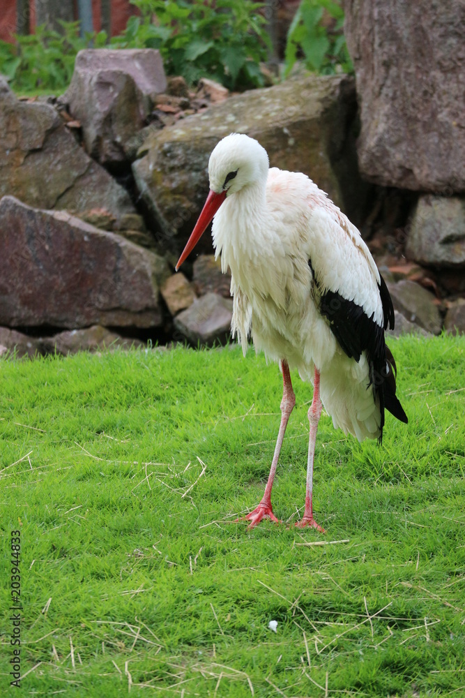 Fototapeta premium Stork on the grass, stones on background