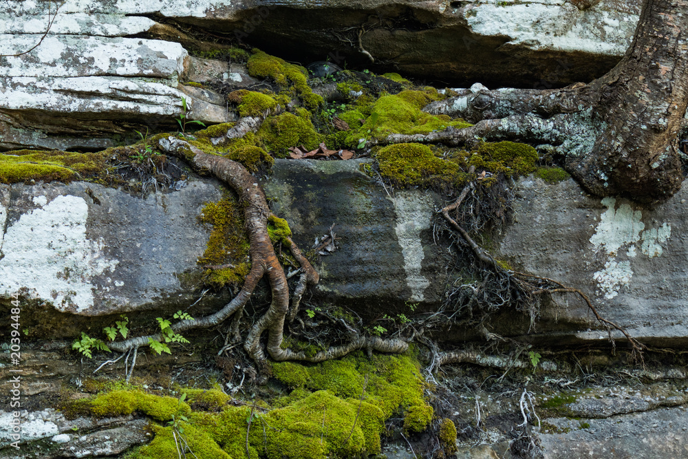 Moss and tree roots growing on rock wall Moss and tree roots growing on rock wall