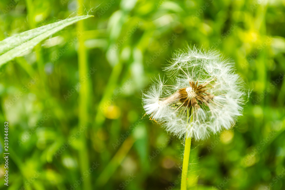 Fototapeta premium White flower dandelion in spring grass