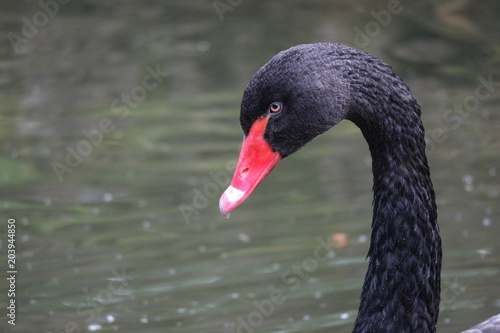 Head of the black swan closeup