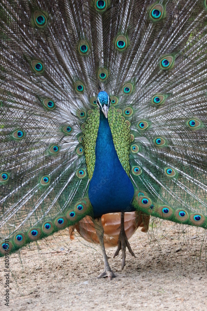 Obraz premium Beautiful peacock with stunning tail