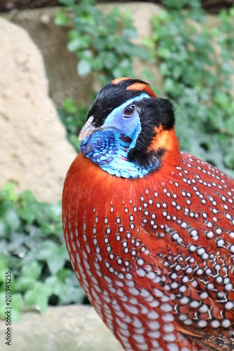 Red tragopan satyra bird closeup photo