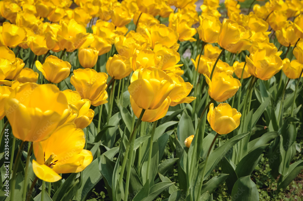 flowerbed of a yellow tulips in the garden