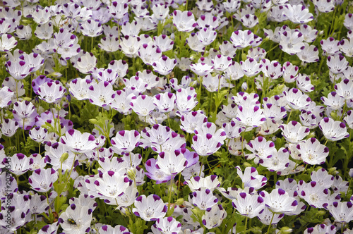 A lot of fivespot flowers in the garden