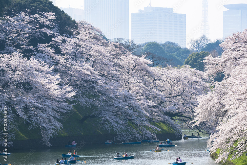 Fototapeta premium 春の東京 千鳥ヶ淵の桜 その4