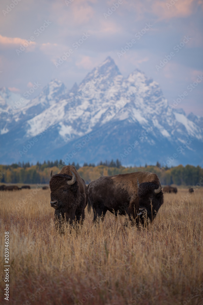 Bison in Jackson Hole