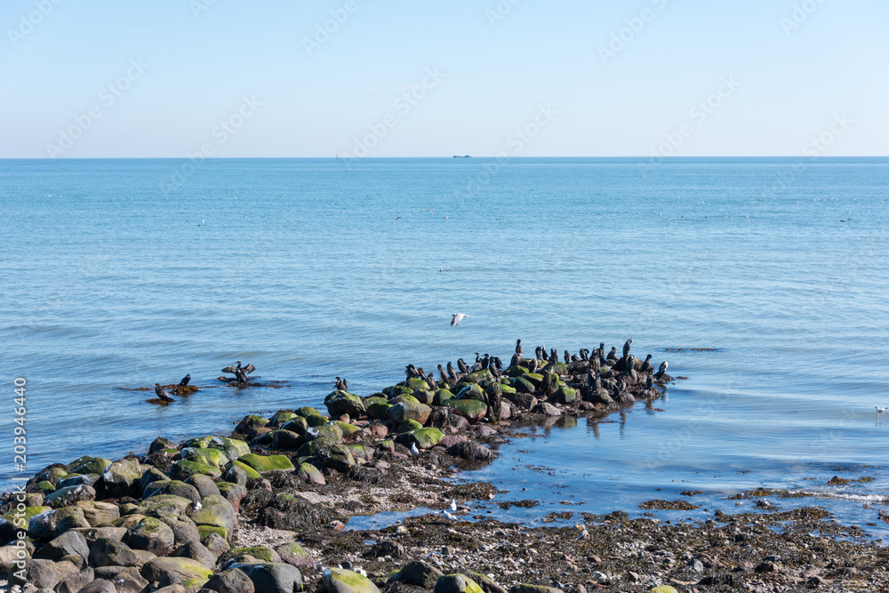 Kormorane auf einer Steinmole an der Ostsee Kormorane auf einer Steinmole an der Ostsee